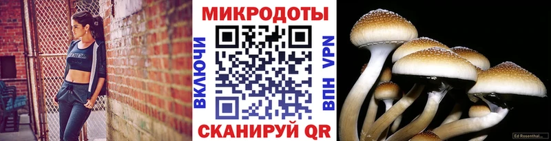 закладки  KRAKEN ССЫЛКА  Галлюциногенные грибы мицелий  Отрадный 