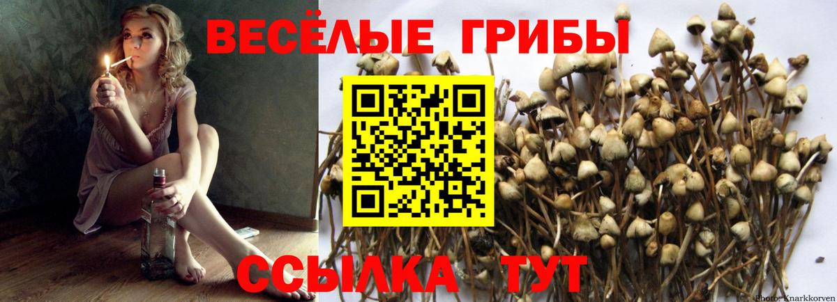 Псилоцибиновые грибы мицелий Отрадный